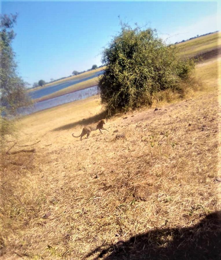 Xhabe Safari Lodge Chobe Muchenje Kültér fotó
