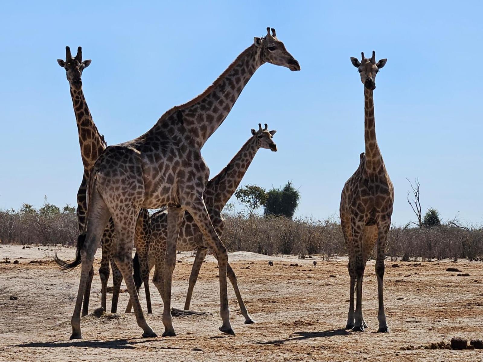 Xhabe Safari Lodge Chobe Muchenje Kültér fotó